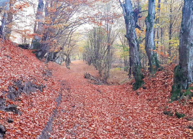 EKE túra: őszi séta az Avasban