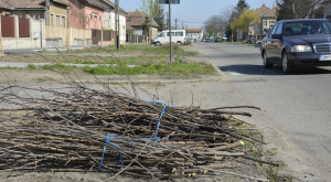 Novemberig ne tegyék ki a zöldhulladékot Nagykárolyban