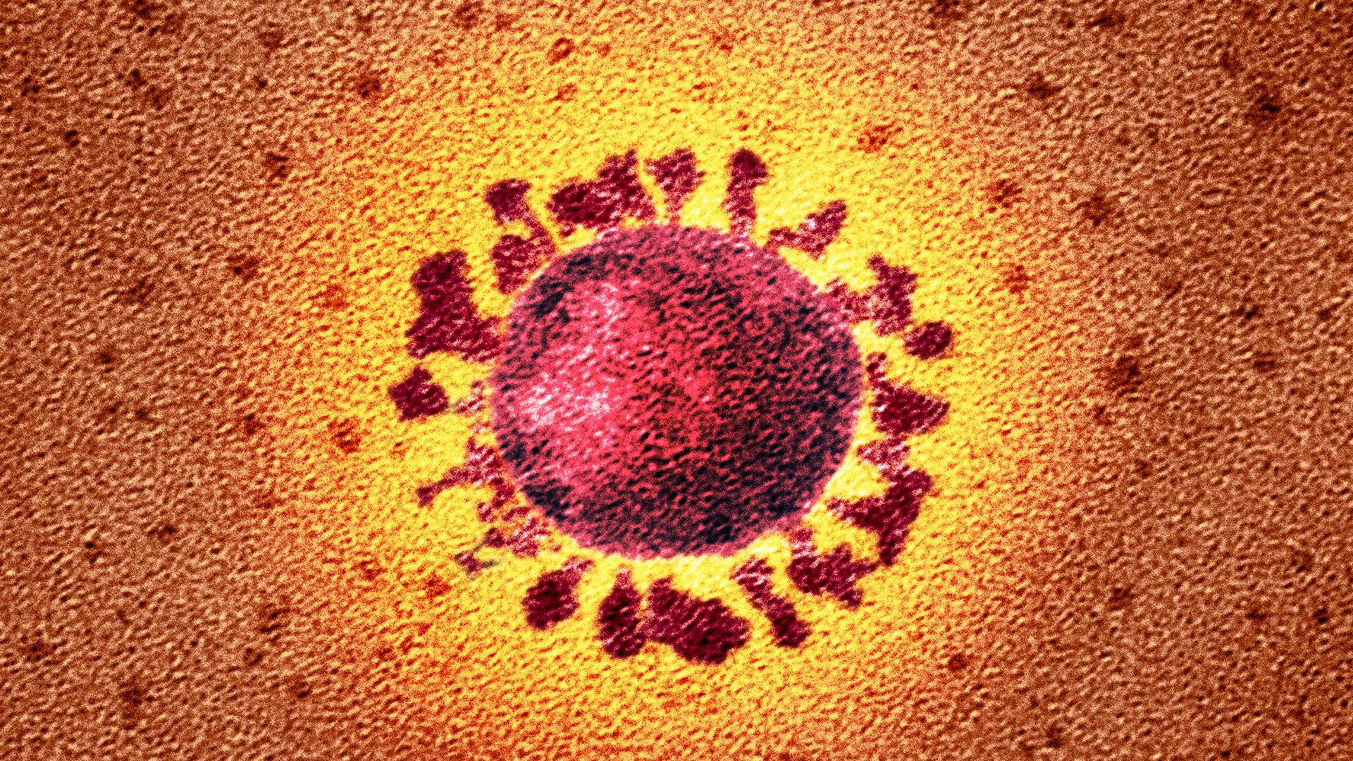 hirek/2022/november/napirenden-a-koronavirus-wired-com.jpg