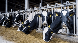 Megkezdődött az agrártámogatások előlegének folyósítása