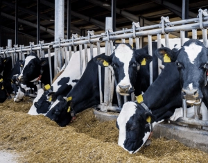 Megkezdődött az agrártámogatások előlegének folyósítása