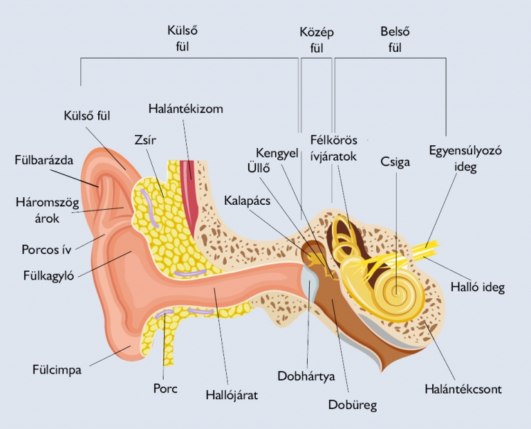 hirek/2024/aprilis/ful-anatomiaja-medicover-hu.jpg