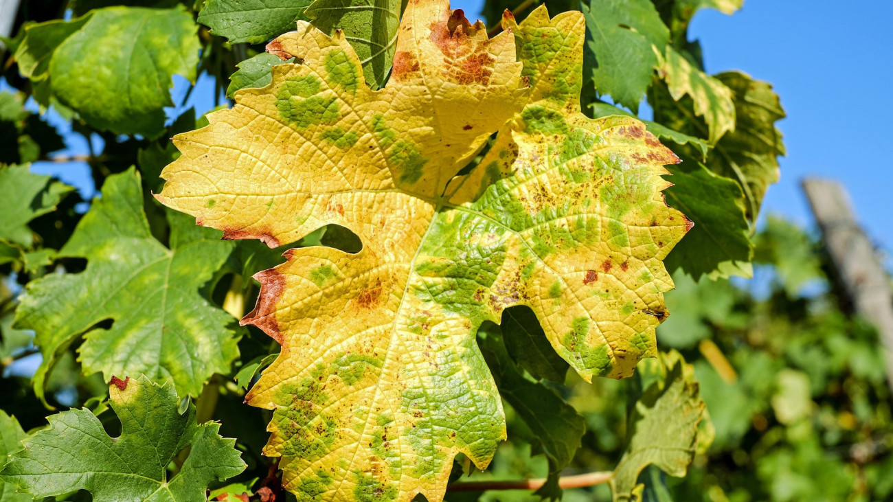 A levél porlik, morzsolódik, a vessző nem fásodott