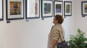 Madárlesen a Jászságban – fotóművészeti kiállítás a Károlyi-kastélyban