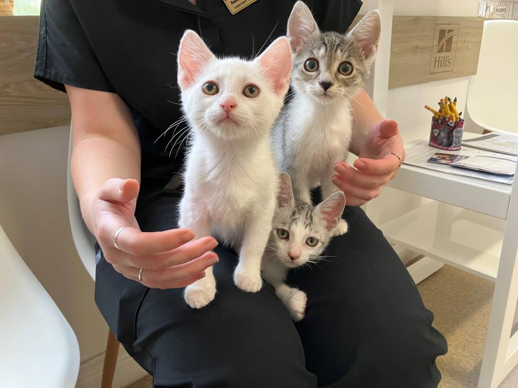 rescued-cat-cica.jpg
