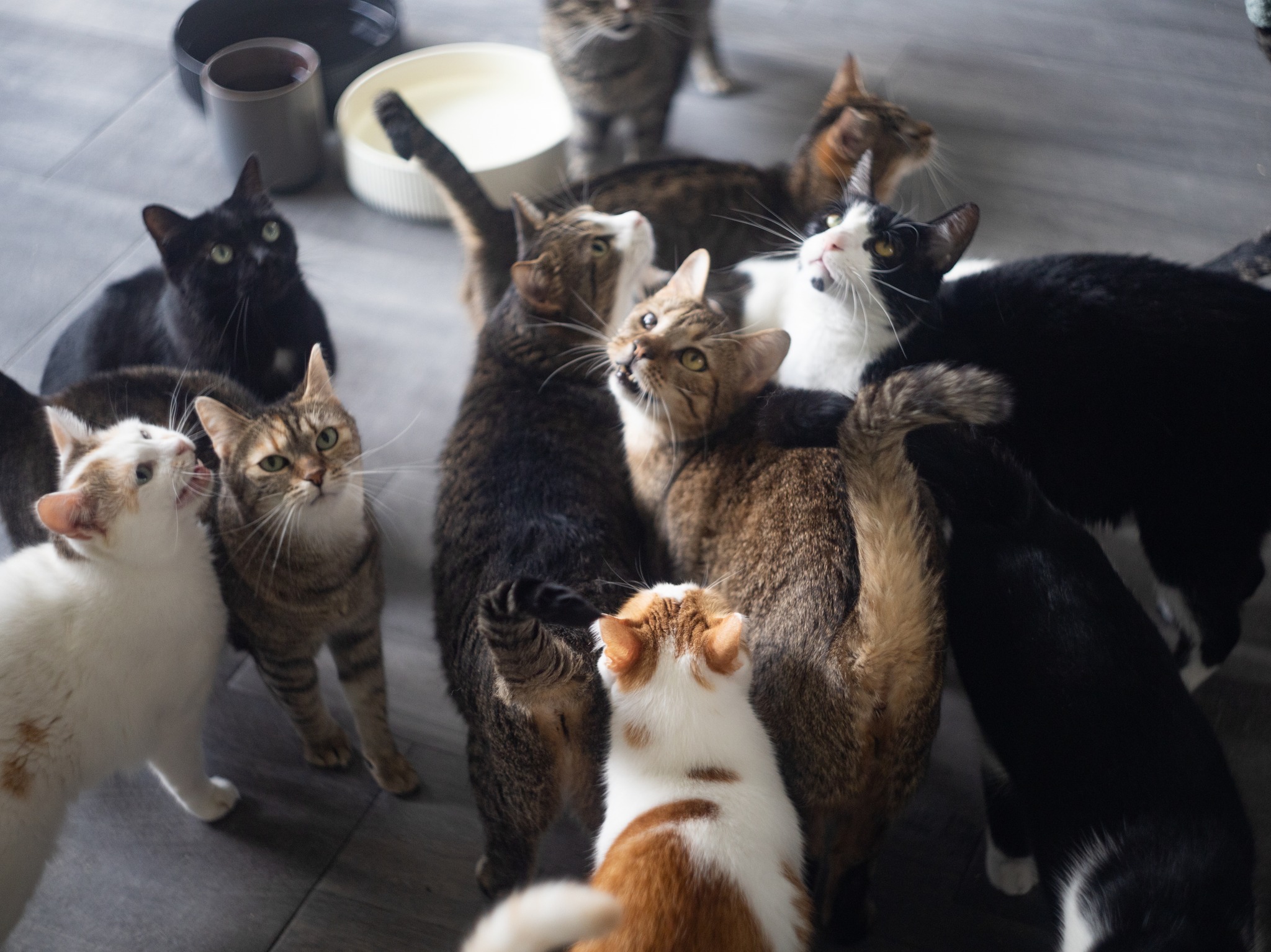 rescued-cat-society.jpg
